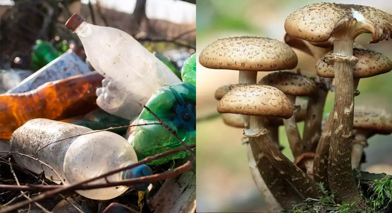 Des champignons qui mangent le plastique